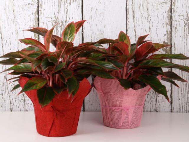 Các loại cây phong thủy văn phòng hút tài lộc, may mắn