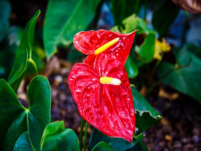 Những loại cây hợp phong thủy văn phòng theo mệnh