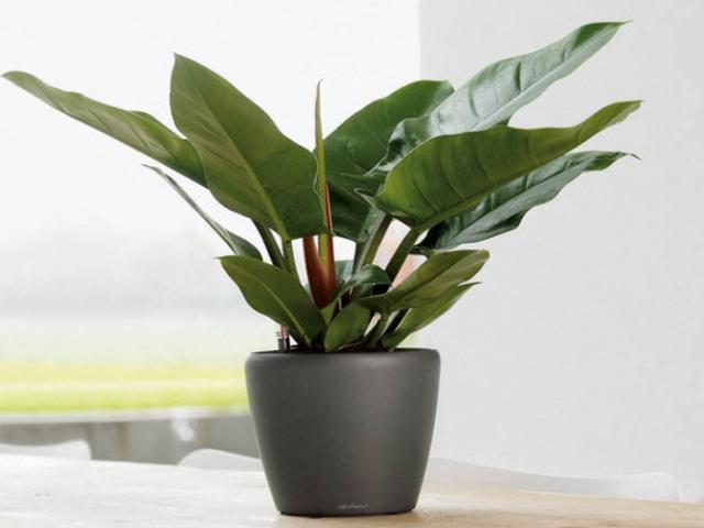 Nên để cây gì trên bàn làm việc để mang lại nhiều may mắn