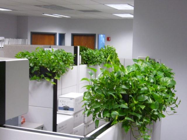 7+ cây văn phòng chống bức xạ máy tính