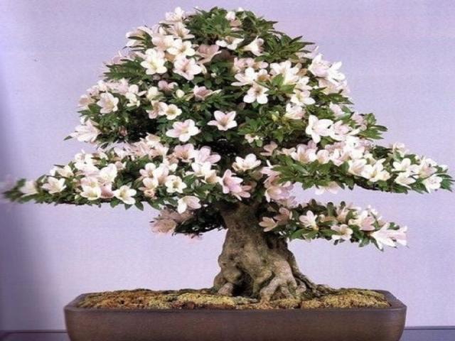 Nên trồng và để những loại cây gì trong phòng làm việc để giảm stress