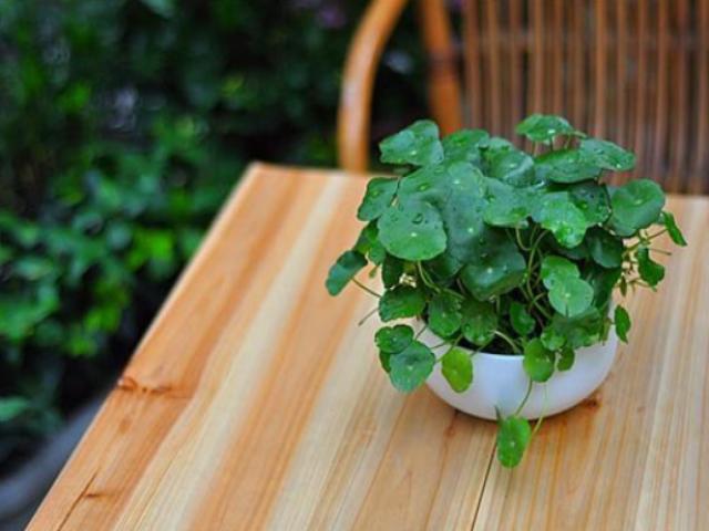 5+ Cây thủy sinh và cách chăm sóc chi tiết giúp văn phòng thêm mướt mắt 